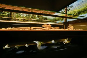 FSP e METS, partners della grande mostra "Die Schamanin" in Germania